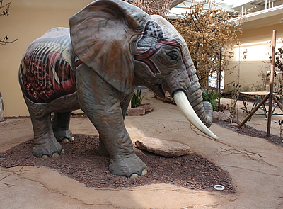 Zoo Magdeburg Africambo II Elefantenhaus
